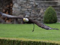 Weisskopfseeadler 139